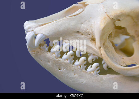 Cranio crabeater lobodon carcinophagus Foto Stock