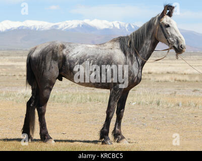 Foto passeggiate a cavallo in giro per il campo su uno sfondo di montagne Foto Stock