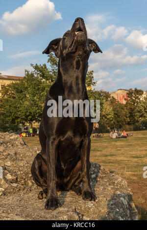 Black dog sitter su yowling eunem massi Foto Stock