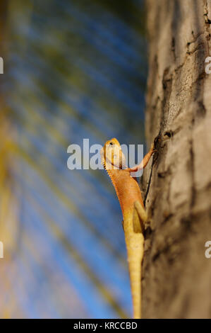 Giallo luminoso giardino asia lizard Calotes versicolor Crested su albero con sfondo blu su un in plam lasciare, close-up Foto Stock