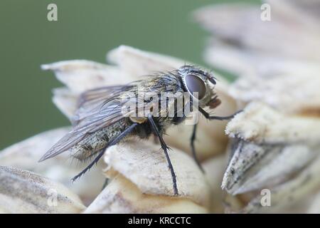 Cluster fly, chiamato anche soffitta fly, Pollenia (sp) Foto Stock