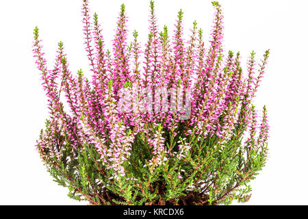 Fiori di colore rosa Calluna vulgaris in pentola su sfondo bianco Foto Stock