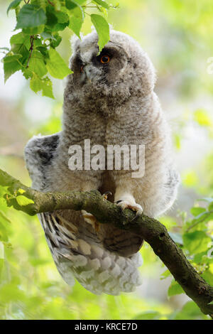 Gufo comune / Waldohreule ( Asio otus ), giovane pulcino, appena fledged, appollaiato in un albero, risveglio, allunga il proprio corpo e ali, la fauna selvatica, l'Europa. Foto Stock