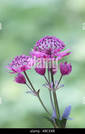 Astrantia "nozze di rubino' Foto Stock