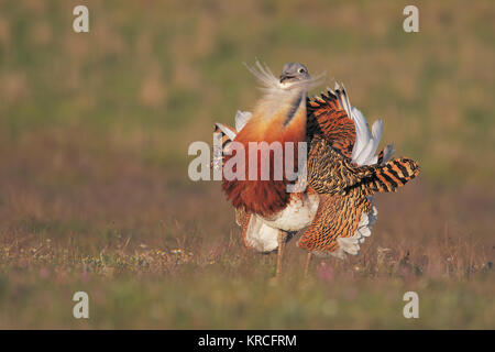 Grande bustard Foto Stock