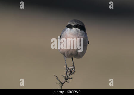 Southern Shrike grigio Foto Stock