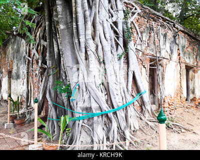 Antica Chiesa tailandese di Sang Kratai tempio Tailandia,radici sulla Chiesa, Bodhi Tree ,Angthong , della Thailandia Foto Stock