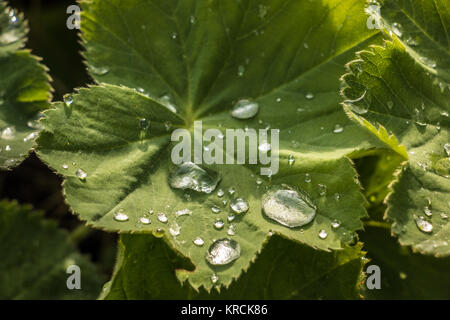 Gocce d'acqua su una foglia verde nel parco Foto Stock