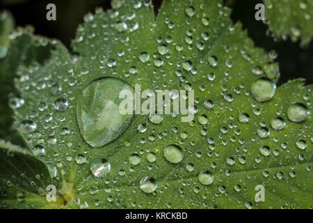 Gocce d'acqua su una foglia verde nel parco Foto Stock