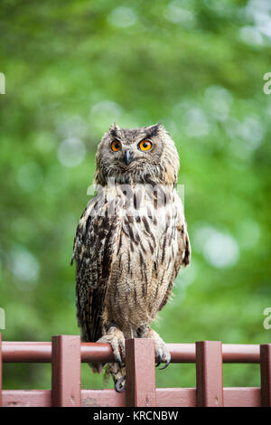 Primo piano di una Eagle-Owl eurasiatica (Bubo bubo) Foto Stock