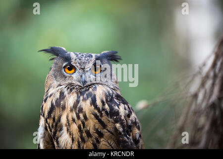 Primo piano di una Eagle-Owl eurasiatica (Bubo bubo) Foto Stock