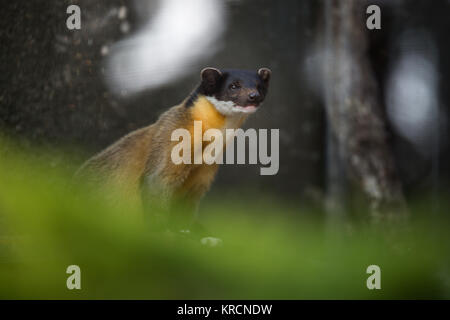 Giallo-throated martora (Martes flavigula) Foto Stock