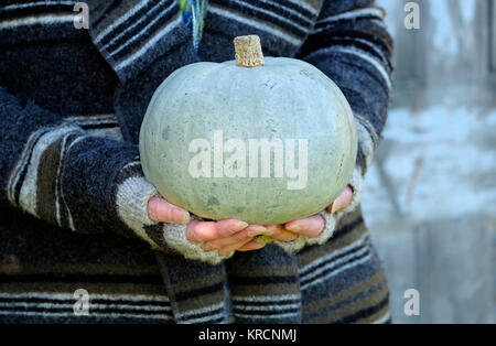 Giardiniere femmina blu holding hokkaido zucca Foto Stock