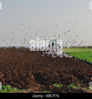 L'aratura agricoltore,circondato da cibo-cerca di gabbiani gollendorfer wiek,isola di Fehmarn Foto Stock