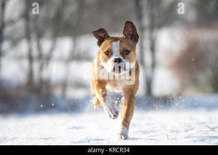 Bulldog che corre in una soleggiata giornata invernale sulla neve Foto Stock