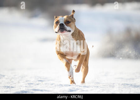 Bulldog che corre in una soleggiata giornata invernale sulla neve Foto Stock