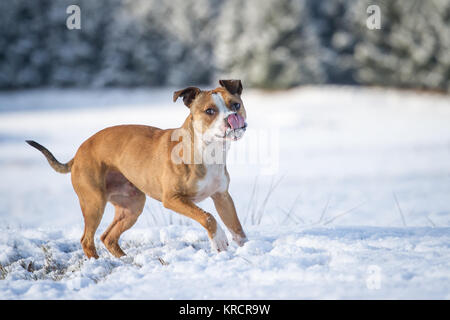 Bulldog che corre in una soleggiata giornata invernale sulla neve Foto Stock