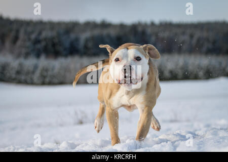 Bulldog che corre in una soleggiata giornata invernale sulla neve Foto Stock