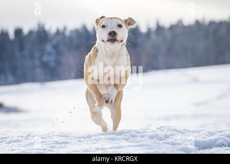 Bulldog che corre in una soleggiata giornata invernale sulla neve Foto Stock