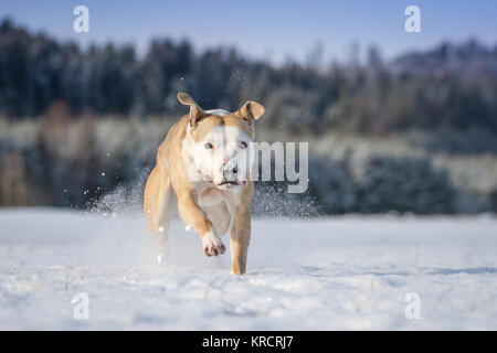 Bulldog che corre in una soleggiata giornata invernale sulla neve Foto Stock