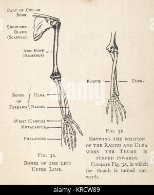 Diagrammi delle ossa della mano e del braccio Foto Stock