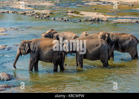 Gli elefanti balneazione nel fiume Foto Stock