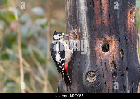 Picchio rosso maggiore (Dendrocopos major) alimentazione sul grasso messo in trapanati i fori in morto un tronco di albero a carattere locale riserva, Warnham W.SX UK. Foto Stock