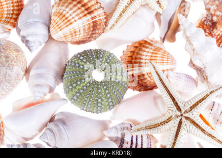 Sfondo colorato di vari tipi di conchiglie di mare Foto Stock