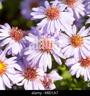 Autunno fiori lilla aster in giardino Foto Stock