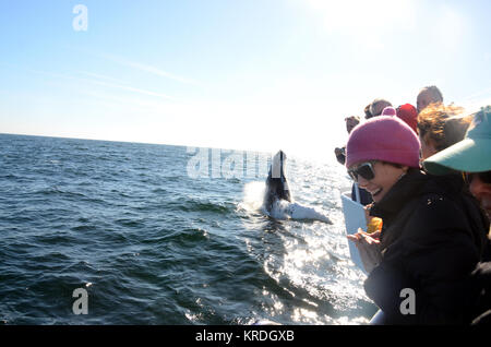 I turisti in barca guardando Humpback Whale violare, Stellwagen Bank National Marine Sanctuary, Cape Cod, Massachusetts, STATI UNITI D'AMERICA Foto Stock