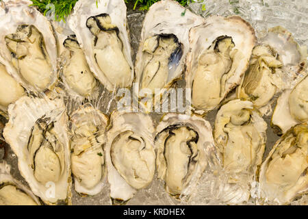 Fresche ostriche aperto su ghiaccio nel ristorante di pesce e bar Oyster. Foto Stock