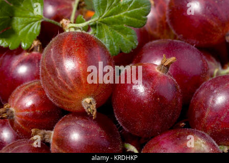 Ribes rosso Foto Stock