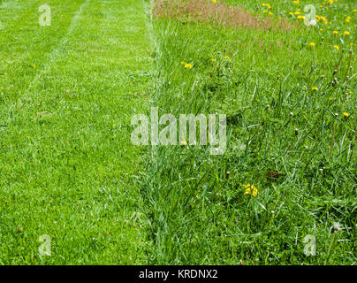 Semi di erba verde prato falciato. Foto Stock