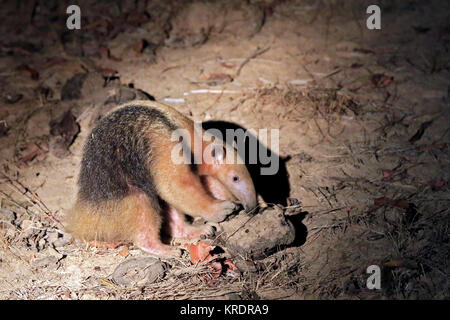 Anteater a collare, aka Southern Tamandua, Anteater minore. Rio Claro, Pantanal, Brasile Foto Stock