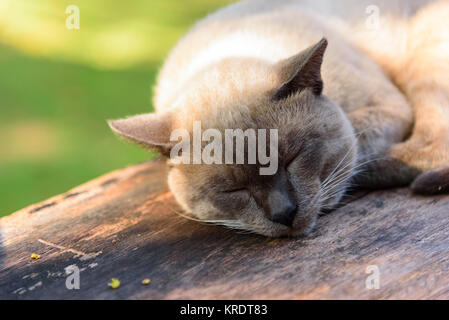 Bruno gatto dorme sul piatto di legno / Thai cat Foto Stock