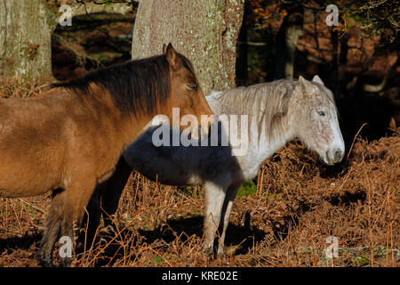 New Forest pony appoggiata nella foresta Foto Stock