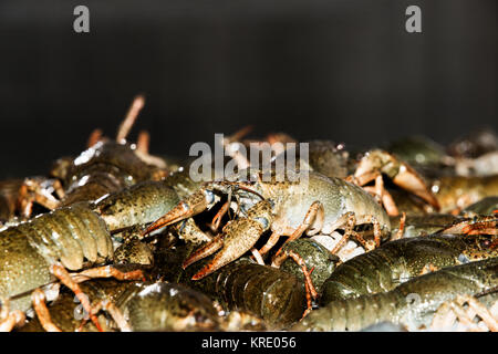 Viva il gambero di fiume closeup. Foto Stock