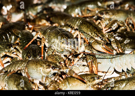 Viva il gambero di fiume closeup. Foto Stock