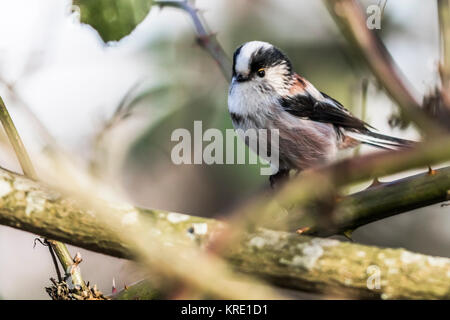 Eine Schwanzmeise sitzt auf einem Ast Foto Stock