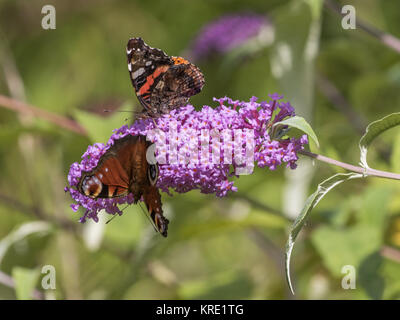 Peacock e red ammirevole butterfly ( Atalanta, red admiral ) su Buddleja o Buddleia, Foto Stock