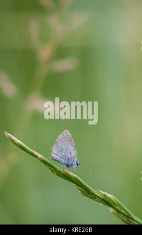 Piccolo Blu (Cupido minimus) farfalla su un gambo di erba Foto Stock