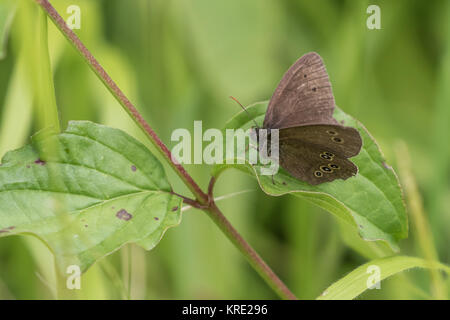 Ringlet Butterfly ( Aphantopus hyperantus ) arroccato su un impianto Foto Stock