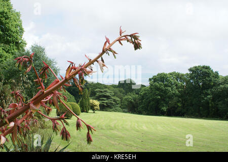 Beschorneria yuccoides a Clyne giardini, Swansea, Wales, Regno Unito. Foto Stock