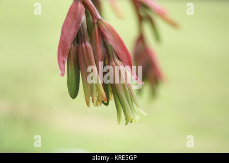 Beschorneria yuccoides a Clyne giardini, Swansea, Wales, Regno Unito. Foto Stock