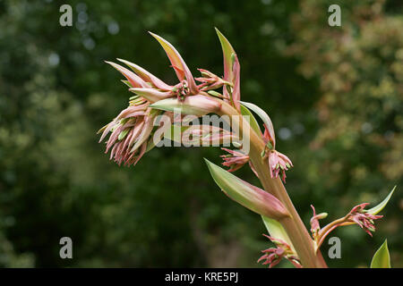 Beschorneria yuccoides a Clyne giardini, Swansea, Wales, Regno Unito. Foto Stock