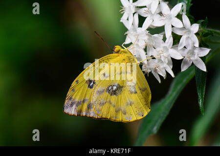 Un arancione-sbarrate di zolfo feed di farfalla su un fiore nel giardino delle farfalle. Foto Stock