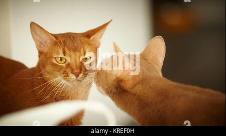 Amicizia di due bei gatti rossi . da qualche parte in appartamento Foto Stock