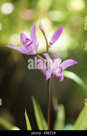 Bletilla striata Foto Stock