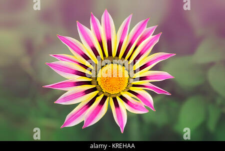 Fiore Ghazania artistico in massa posteriore Foto Stock