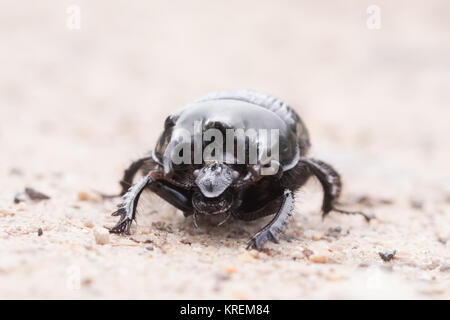 Minotauro beetle (Typhaeus typhoeus) maschio. Dorset, Regno Unito. Foto Stock